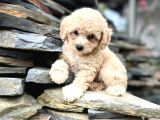 Efsane Guzellikteki Ust Duzey Toy Poodle Yavrularimiz