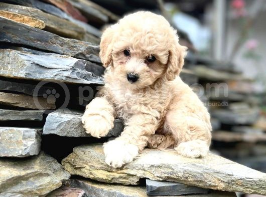 Efsane Guzellikteki Ust Duzey Toy Poodle Yavrularimiz