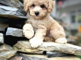 Efsane Guzellikteki Ust Duzey Toy Poodle Yavrularimiz