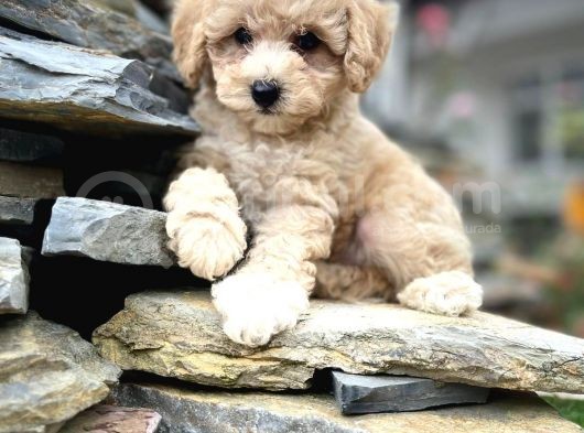 Efsane Guzellikteki Ust Duzey Toy Poodle Yavrularimiz görsel