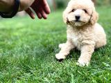Efsane Guzellikteki Ust Duzey Toy Poodle Yavrularimiz