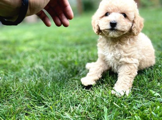 Efsane Guzellikteki Ust Duzey Toy Poodle Yavrularimiz görsel