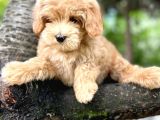 Muhteşem Güzelli̇kteki̇ Orjinal Toy Poodle Yavrulari̇mi̇z