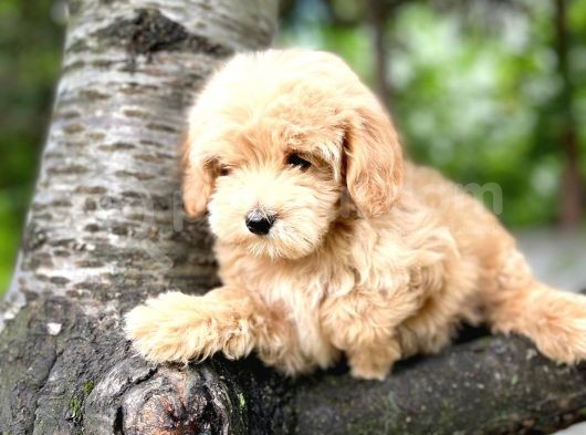 Muhteşem Güzelli̇kteki̇ Orjinal Toy Poodle Yavrulari̇mi̇z görsel