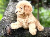 Muhteşem Güzelli̇kteki̇ Orjinal Toy Poodle Yavrulari̇mi̇z