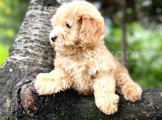 Muhteşem Güzelli̇kteki̇ Orjinal Toy Poodle Yavrulari̇mi̇z