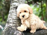 Üst Düzey Kalitedeki Show Class Toy Poodle Bebegimiz