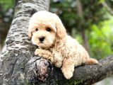 Üst Düzey Kalitedeki Show Class Toy Poodle Bebegimiz