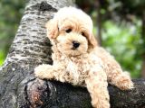Üst Düzey Kalitedeki Show Class Toy Poodle Bebegimiz