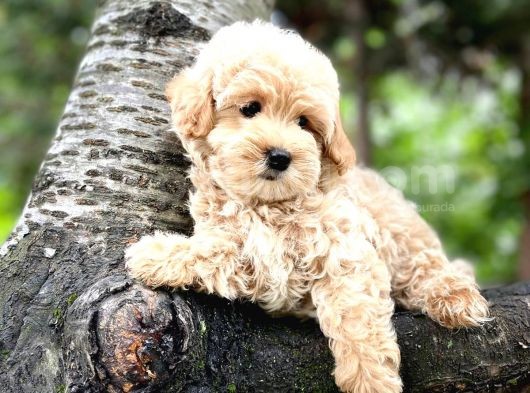 Üst Düzey Kalitedeki Show Class Toy Poodle Bebegimiz görsel
