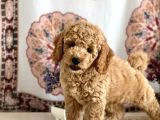Muhteşem Güzelli̇kteki̇ Orjinal Toy Poodle Yavrulari̇mi̇z