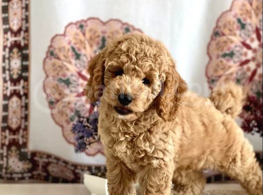 Muhteşem Güzelli̇kteki̇ Orjinal Toy Poodle Yavrulari̇mi̇z görsel