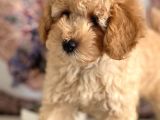 Muhteşem Güzelli̇kteki̇ Orjinal Toy Poodle Yavrulari̇mi̇z