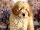 Muhteşem Güzelli̇kteki̇ Orjinal Toy Poodle Yavrulari̇mi̇z