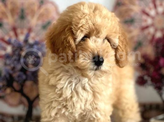 Muhteşem Güzelli̇kteki̇ Orjinal Toy Poodle Yavrulari̇mi̇z görsel