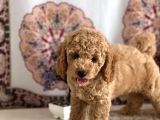 Muhteşem Güzelli̇kteki̇ Orjinal Toy Poodle Yavrulari̇mi̇z