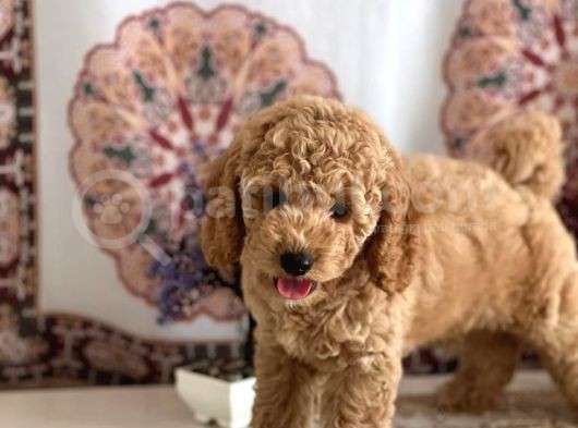 Muhteşem Güzelli̇kteki̇ Orjinal Toy Poodle Yavrulari̇mi̇z