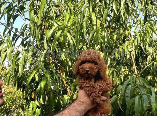 Üst Düzey Kalitedeki Show Class Toy Poodle Bebegimiz