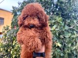 Red Toy Poodle Bebeklerimiz Artik Aramizda