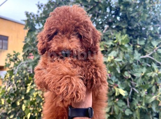 Red Toy Poodle Bebeklerimiz Artik Aramizda