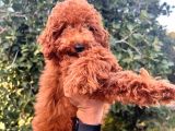 Red Toy Poodle Bebeklerimiz Artik Aramizda