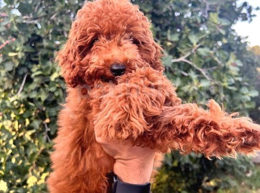 Red Toy Poodle Bebeklerimiz Artik Aramizda görsel