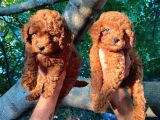 Dünya Tatlisi Show Kalite Red Toy Poodle Yavrumuz