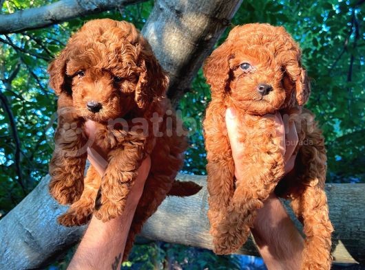 Dünya Tatlisi Show Kalite Red Toy Poodle Yavrumuz görsel