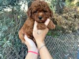 A Kalite Orjinal Red Toy Poodle Yavrularimiz