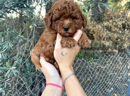 A Kalite Orjinal Red Toy Poodle Yavrularimiz