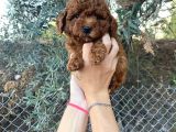 A Kalite Orjinal Red Toy Poodle Yavrularimiz