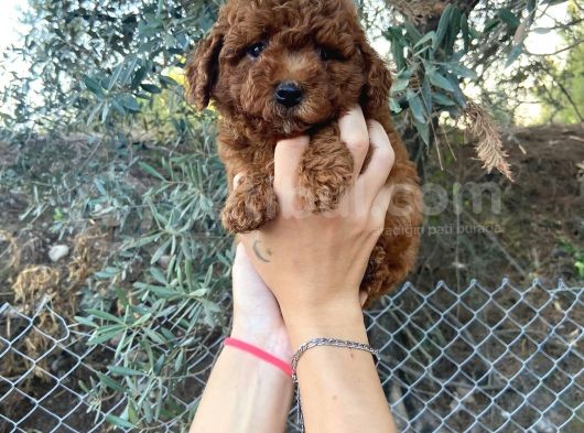 A Kalite Orjinal Red Toy Poodle Yavrularimiz görsel