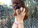 A Kalite Orjinal Red Toy Poodle Yavrularimiz