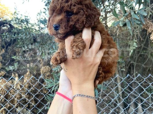 A Kalite Orjinal Red Toy Poodle Yavrularimiz görsel