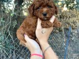 A Kalite Orjinal Red Toy Poodle Yavrularimiz
