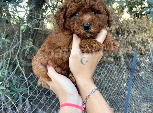 A Kalite Orjinal Red Toy Poodle Yavrularimiz görsel