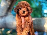 Gulen Surat Dunya Tatlisi Toy Poodle Bebeklerimiz