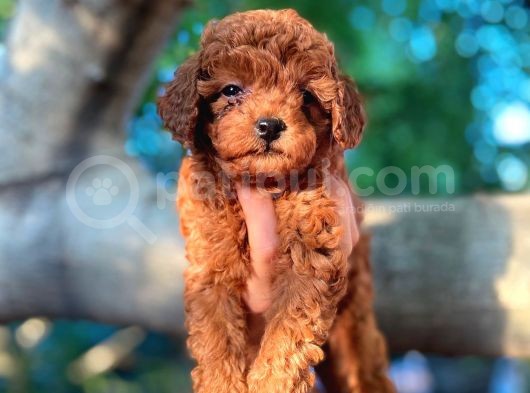 Gulen Surat Dunya Tatlisi Toy Poodle Bebeklerimiz