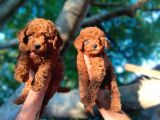 Dünya Tatlisi Show Kalite Red Toy Poodle Yavrumuz
