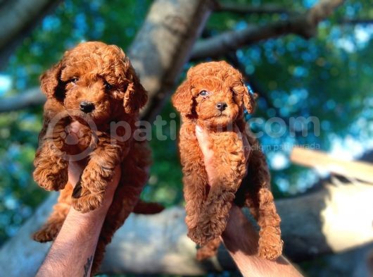 Dünya Tatlisi Show Kalite Red Toy Poodle Yavrumuz