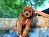 Toy Poodle Bebeklerimiz Saglik Ve Irk Garantili