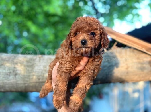 Toy Poodle Bebeklerimiz Saglik Ve Irk Garantili