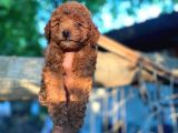 Toy Poodle Bebeklerimiz Saglik Ve Irk Garantili