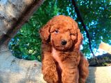 Toy Poodle Bebeklerimiz Saglik Ve Irk Garantili