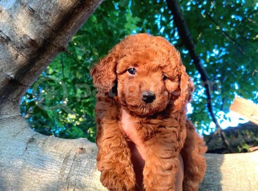 Toy Poodle Bebeklerimiz Saglik Ve Irk Garantili görsel