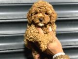 Tartişilmaz Kali̇tedeki̇ Efsane Toy Poodle Oğlumuz