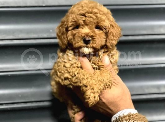 Tartişilmaz Kali̇tedeki̇ Efsane Toy Poodle Oğlumuz