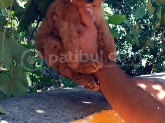 Dünya Tatlisi Show Kalite Toy Poodle Yavrumuz görsel