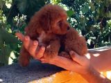 Dünya Tatlisi Show Kalite Toy Poodle Yavrumuz