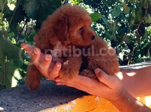 Dünya Tatlisi Show Kalite Toy Poodle Yavrumuz